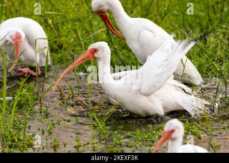 Bain White ibis (Eudocimus albus) - Green Cay Wetlands, Boynton Beach, Floride, Etats-Unis Banque D'Images