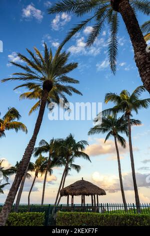 Palmiers dans un ciel bleu frais au coucher du soleil - Lauderdale-by-the-Sea, Floride, États-Unis Banque D'Images
