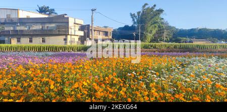 Daxi, Taoyuan City - 14 novembre 2022 : Daxi Moonbrow Flower Festival, Taoyuan City, Taïwan Banque D'Images