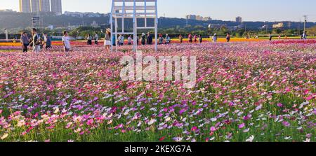 Daxi, Taoyuan City - 14 novembre 2022 : Daxi Moonbrow Flower Festival, Taoyuan City, Taïwan Banque D'Images