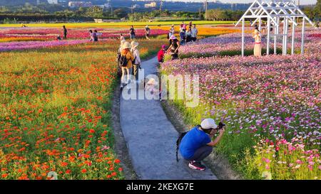 Daxi, Taoyuan City - 14 novembre 2022 : Daxi Moonbrow Flower Festival, Taoyuan City, Taïwan Banque D'Images