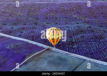 Montgolfière jaune survolant un champ de Lavender. Banque D'Images