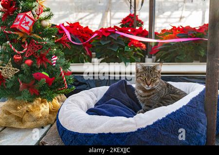 Tabby Cat à Noël Poinsettia Greenhouse Banque D'Images