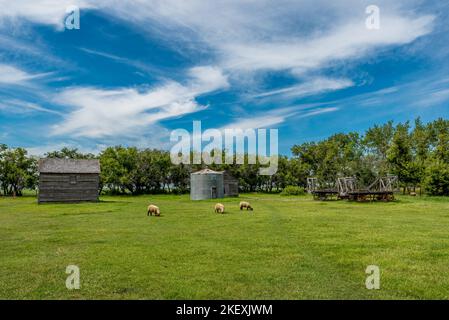 Moutons paître dans une ferme des Prairies en Saskatchewan, au Canada, avec un ancien grenier en bois, une poubelle en acier et un grand casier à foin tiré par des chevaux en arrière-plan Banque D'Images