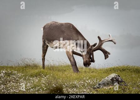 un cerf debout sur un terrain recouvert d'herbe Banque D'Images
