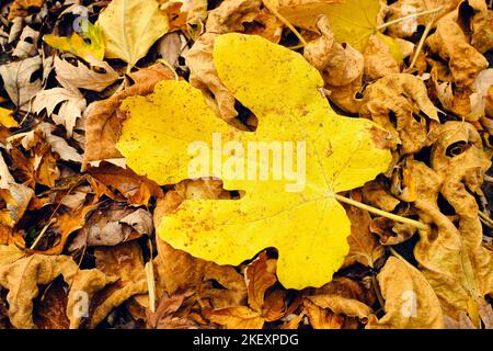 Des feuilles d'automne aux couleurs vives sont coulées sur le sol dans un tapis coloré de tons jaune, marron, vert, rouge et orange Banque D'Images