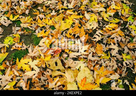 Des feuilles d'automne aux couleurs vives sont coulées sur le sol dans un tapis coloré de tons jaune, marron, vert, rouge et orange Banque D'Images