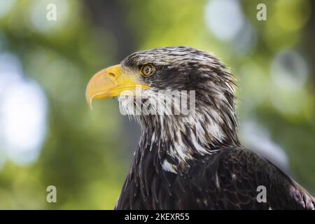 Portrait de Sea Eagle à queue blanche Banque D'Images