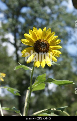 Sunflowers d'été, arrière Yard Banque D'Images