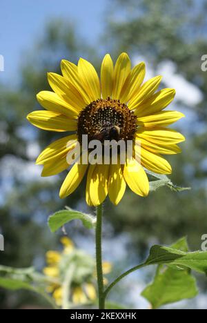 Sunflowers d'été, arrière Yard Banque D'Images