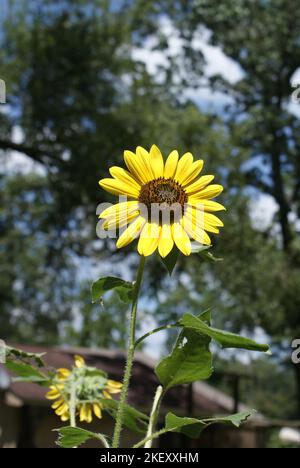 Sunflowers d'été, arrière Yard Banque D'Images