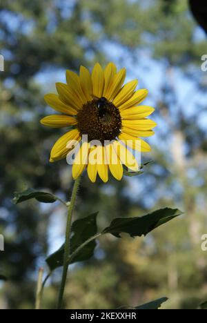 Sunflowers d'été, arrière Yard Banque D'Images