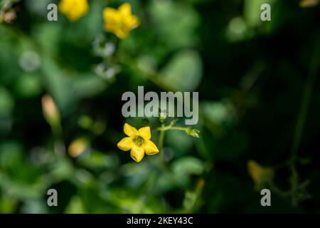 Oxalis dillenii fleur en croissance dans le pré Banque D'Images