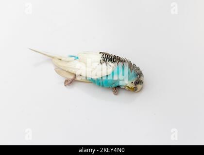 Petit oiseau mort bourgegerigar sur fond blanc isolé Banque D'Images
