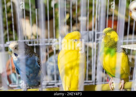 Mignons copains colorés en cage. Mise au point sélective Banque D'Images