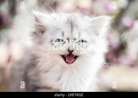 Portrait de chaton Longhair allemande Banque D'Images
