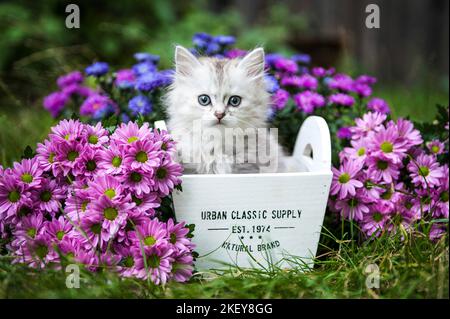 Portrait de chaton Longhair allemande Banque D'Images