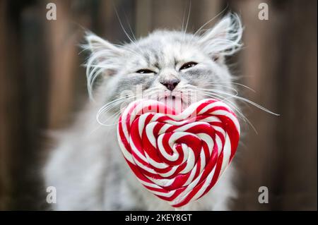Portrait de chaton Longhair allemande Banque D'Images