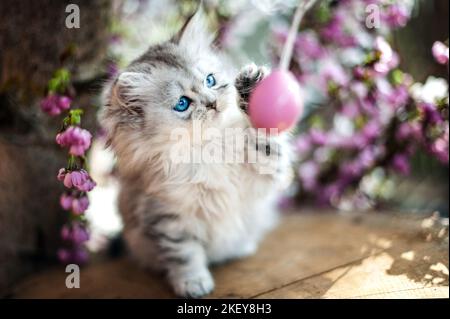 Chaton Longhair allemand assis Banque D'Images