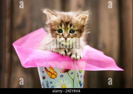 Chaton Longhair allemande Banque D'Images