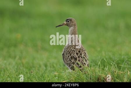 A Ruff, Philomachus pugnax, debout dans un champ. Il se nourrit de vers de terre. Banque D'Images