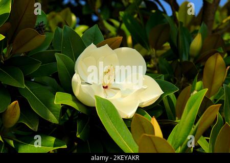 Fleur de magnolia blanche - gros plan. Banque D'Images