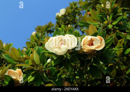 Fleur de magnolia blanche - gros plan. Banque D'Images