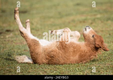 Mini Shetland Pony foal Banque D'Images