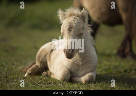Mini Shetland Pony foal Banque D'Images