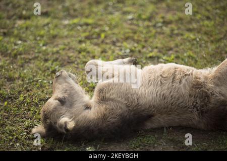 Mini Shetland Pony foal Banque D'Images