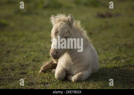 Mini Shetland Pony foal Banque D'Images