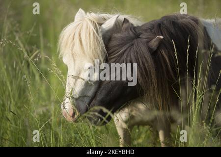 2 mini-ponts Shetland Banque D'Images