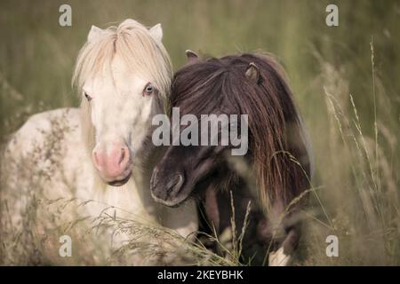 2 mini-ponts Shetland Banque D'Images