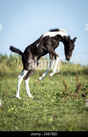 Baroque-Pinto-Trotter Foal Banque D'Images