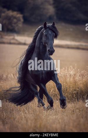 Étalon frison Banque D'Images