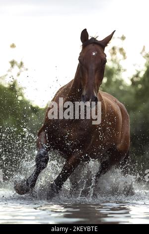 Sang chaud bavarois dans l'eau Banque D'Images