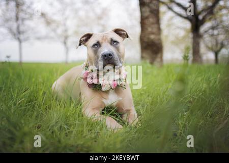 Young American Bully Banque D'Images