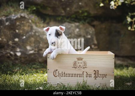 Mini Bull Terrier Puppy dans une boîte Banque D'Images