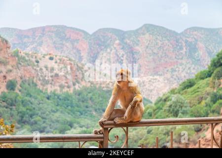 Un singe assis sur une clôture aux cascades d'Ouzoud au Maroc avec des montagnes en arrière-plan Banque D'Images