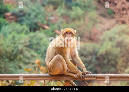 Un singe assis sur une clôture aux cascades d'Ouzoud au Maroc avec des montagnes en arrière-plan Banque D'Images