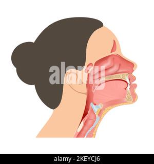 Structures anatomiques entourant l'illustration du pharynx Banque D'Images