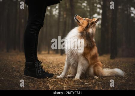 assis Sheltie Banque D'Images