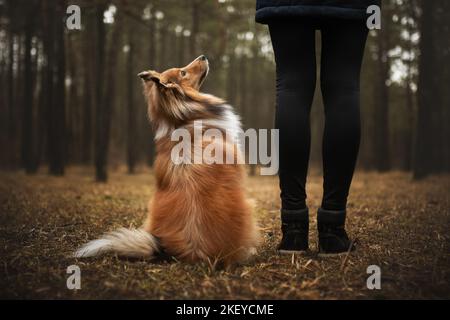 assis Sheltie Banque D'Images