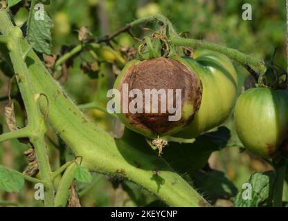 Maladie de la tomate. Le champignon la pourriture rouge de la tomate causée par le pathogène Phytophthora parasitica a gravement affecté une plante de tomate. Banque D'Images