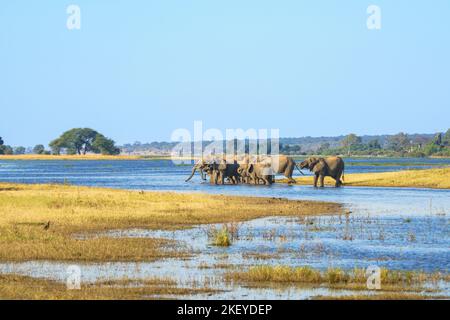 Le troupeau d'éléphants (Loxodonta africana) boit au bord de la rivière Chobe. Parc national de Chobe, Botswana Banque D'Images