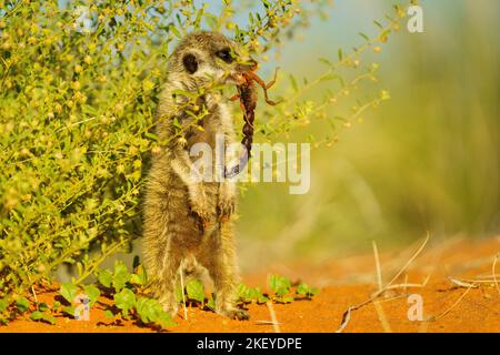 Le bébé Meerkat (Suricata surigatta) se tient debout en mangeant un scorpion, la bouche. Kalahari, Afrique du Sud Banque D'Images