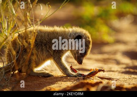 Bébé Meerkat (Suricata suricata) chassant un scorpion à nourrir. Kalahari, Afrique du Sud Banque D'Images