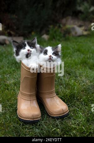 Deux petits chatons drôles sont assis dans des bottes en caoutchouc pour enfants sur l'herbe. Animaux domestiques dans la nature. Journée mondiale chat et animal Banque D'Images