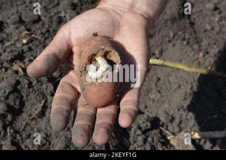 Une pomme de terre gâtée, endommagée par une larve de cockchaker ou une pomme de terre blanche. Le cafard, appelé familièrement Maybug, ou larve de coccinelle sur la pomme de terre. Banque D'Images