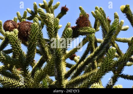 Arbre généalogique monkey puzzle Banque D'Images
